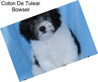 Coton De Tulear Bowser