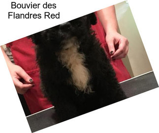 Bouvier des Flandres Red