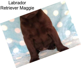 Labrador Retriever Maggie