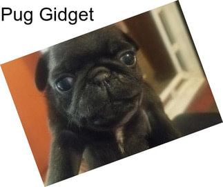 Pug Gidget