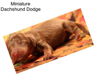 Miniature Dachshund Dodge