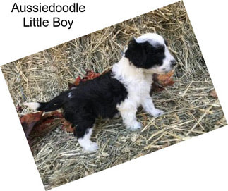 Aussiedoodle Little Boy