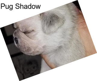Pug Shadow