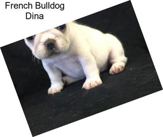 French Bulldog Dina