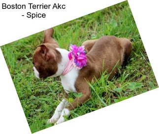 Boston Terrier Akc - Spice