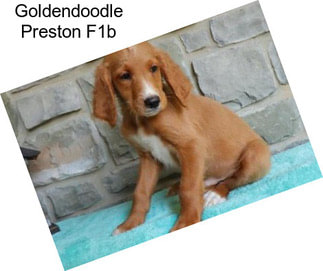Goldendoodle Preston F1b