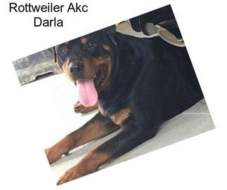 Rottweiler Akc Darla