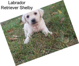 Labrador Retriever Shelby