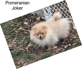 Pomeranian Joker