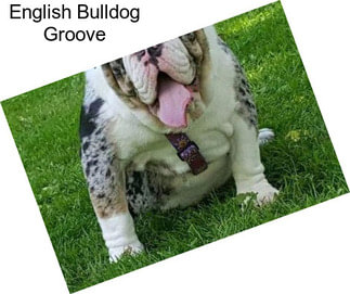 English Bulldog Groove