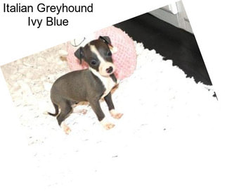 Italian Greyhound Ivy Blue