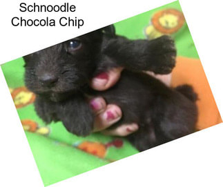 Schnoodle Chocola Chip