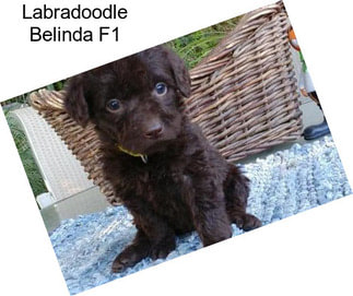 Labradoodle Belinda F1