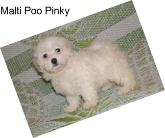 Malti Poo Pinky