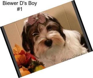 Biewer D\'s Boy #1