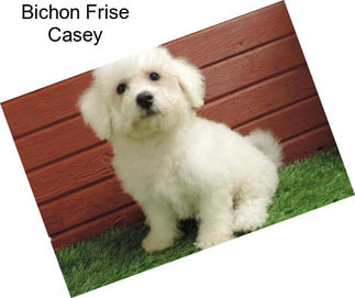 Bichon Frise Casey