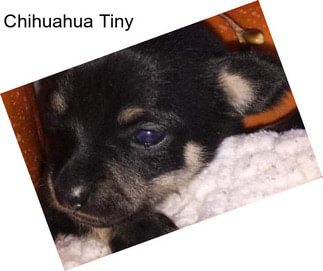 Chihuahua Tiny