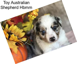 Toy Australian Shepherd Hbmm