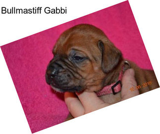 Bullmastiff Gabbi