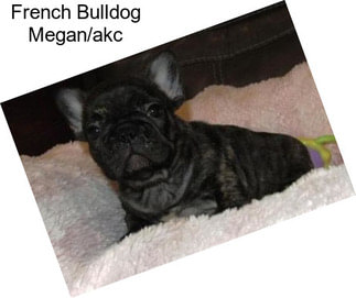 French Bulldog Megan/akc