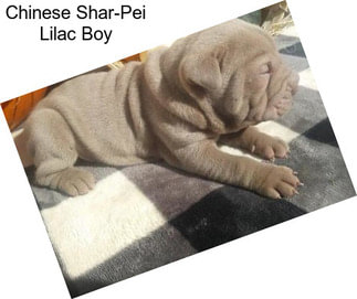 Chinese Shar-Pei Lilac Boy