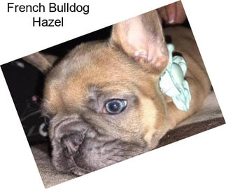 French Bulldog Hazel