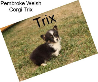 Pembroke Welsh Corgi Trix