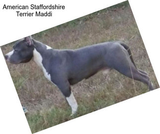 American Staffordshire Terrier Maddi