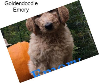 Goldendoodle Emory