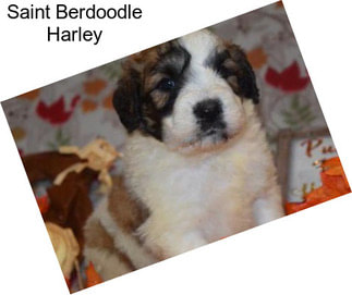 Saint Berdoodle Harley