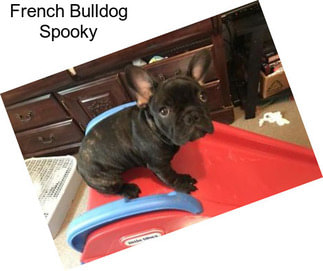 French Bulldog Spooky