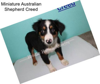 Miniature Australian Shepherd Creed