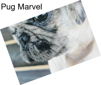 Pug Marvel