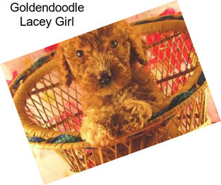 Goldendoodle Lacey Girl