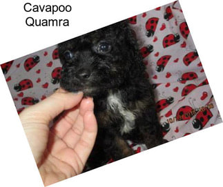 Cavapoo Quamra