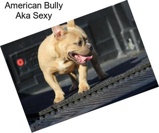 American Bully Aka Sexy