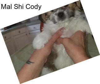 Mal Shi Cody