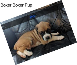 Boxer Boxer Pup