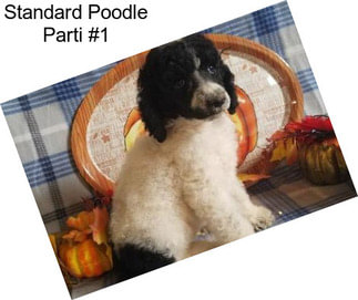 Standard Poodle Parti #1