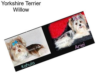 Yorkshire Terrier Willow