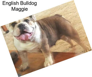 English Bulldog Maggie