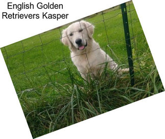 English Golden Retrievers Kasper
