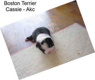 Boston Terrier Cassie - Akc