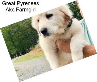 Great Pyrenees Akc Farmgirl