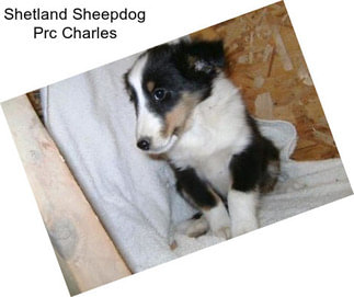 Shetland Sheepdog Prc Charles