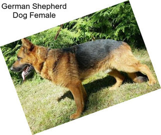 German Shepherd Dog Female