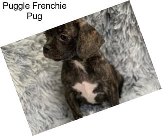 Puggle Frenchie Pug