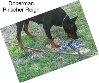 Doberman Pinscher Reign