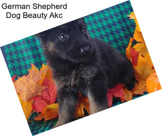 German Shepherd Dog Beauty Akc