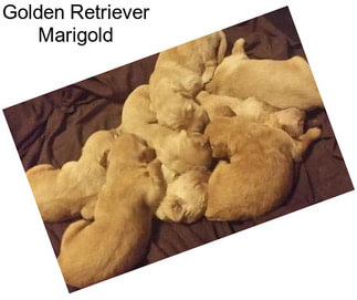 Golden Retriever Marigold